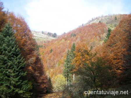Selva de Irati (Navarra)